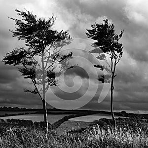 Pair in the Wind