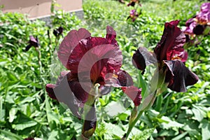 Pair of wine red flowers of Iris germanica in May