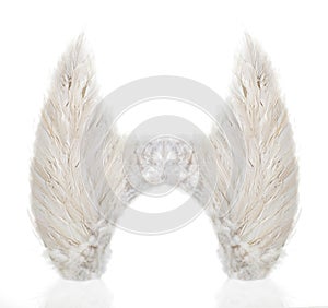 Pair of wings made from white feathers