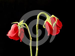 A pair of withered red roses on a black background. Two roses with faded buds. Concept: love faded, separation