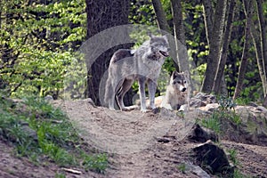 Pair of wolves