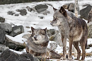 A Pair of Wolves in winter snow