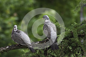 A pair of wood pigeons sitting on a Branch