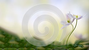 A pair of wood anemones entangled in love embrace. White pink wild flower macro in soft focus