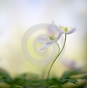 A pair of wood anemones entangled in love embrace. White pink wild flower macro in soft focus