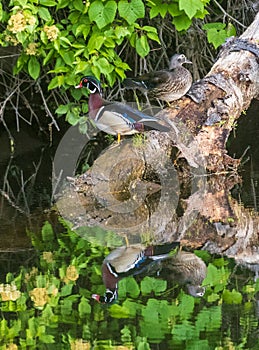 Pair of wood ducks on a fallen log