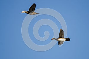 Pair of Wood Ducks Flying in a Blue Sky