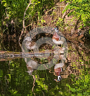 Pair of wood ducks on a log reflected in water