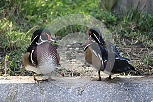 A pair of a wood ducks standing photo