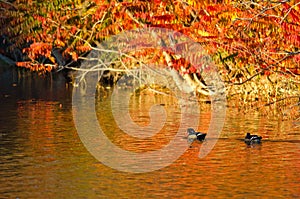 Pair of Wood Ducks Swimming in the Blaze of Autumn Color