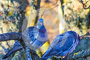 Pair of Wood Pigeons sitting on a tree branch and looking