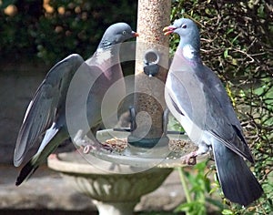 A pair of Wood Pigeons squabbling on a bird feeder