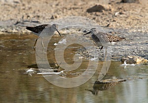 A pair of Wood Sandpipers at Asker marsh, Bahrain photo