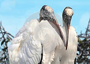 Pair of Wood Storks