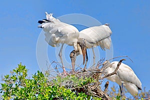 Pair Of Wood Storks On A Nest