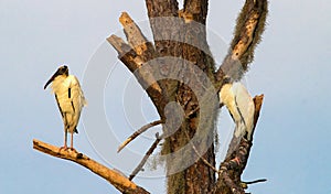 A pair of wood storks on a tree snag