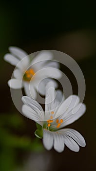 Pair of woodland white flower heads in spring