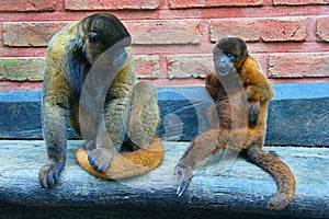Pair Of Woolly Monkeys On A Bench