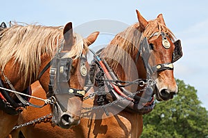 A pair of working horses