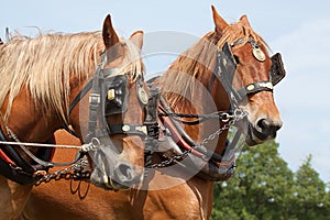 A pair of working horses