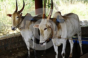 Pair of working Oxen