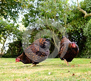Pair of wynadotte chickens seen in large garden in summer.