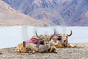 A pair of yaks resting on Pangong Tso Lake in Ladakh, India, near the Line of Actual Control between China and India