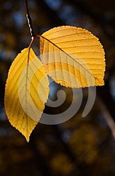 Pair of yellow autumn birch foliage