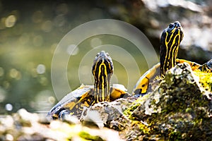 A pair of Yellow bellied sliders sitting on some stones