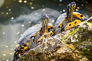 A pair of Yellow bellied sliders sitting on some stones
