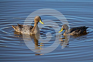 Pair of Yellow Billed Ducks on a pond busy with courtship