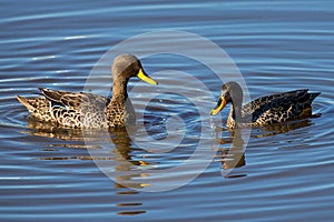 Pair of Yellow Billed Ducks on a pond busy with courtship