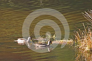 Pair of Yellow-billed Pintail, Anas georgica, in marsh