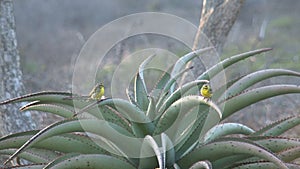 Pair of yellow birds taking off from a plant