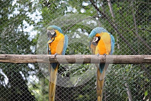 A pair of yellow and blue macaws photo