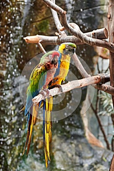 Pair of yellow, blue, red and green colored parrots perched on a tree branch