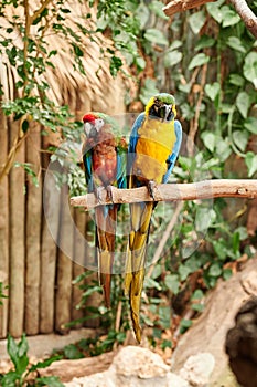 Pair of yellow, blue, red and green colored parrots perched on a tree branch