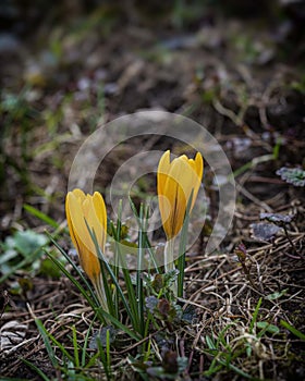 Pair of yellow crocus flowers