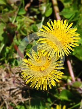 Pair of yellow dandelions over greenery