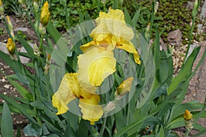 Pair of yellow flowers of bearded irises