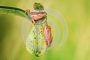 A pair of yellow frogs are resting on the nephentes. photo