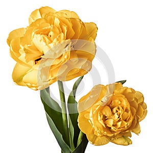Pair of yellow full tulips isolated on white background
