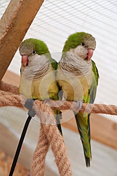 Pair of yellow-green parrots sits on rope