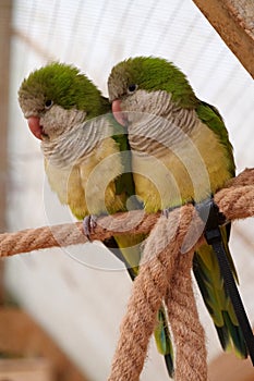 Pair of yellow-green parrots sits on a rope in an aviary