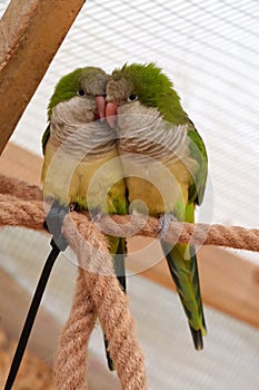 Pair of yellow-green parrots sits on rope in an aviary