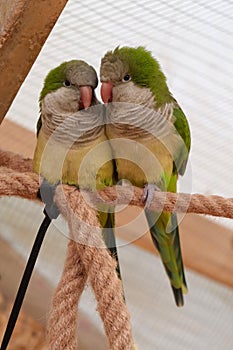 Pair of yellow-green parrots sits on a rope in an aviary