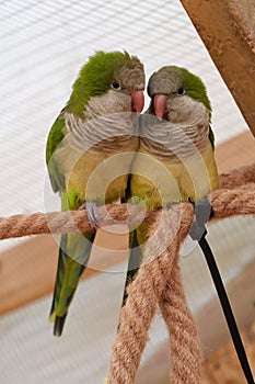 Pair of yellow-green parrots sits on a rope in an aviary