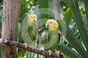 Pair of yellow-headed parakeets resting on a tree in the jungle