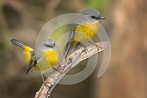 A pair of yellow robins on a perch