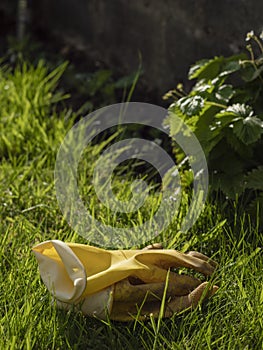 Pair of yellow rubber gloves on a green grass, Garden work concept. Protective equipment to work with plants. Summer time job.